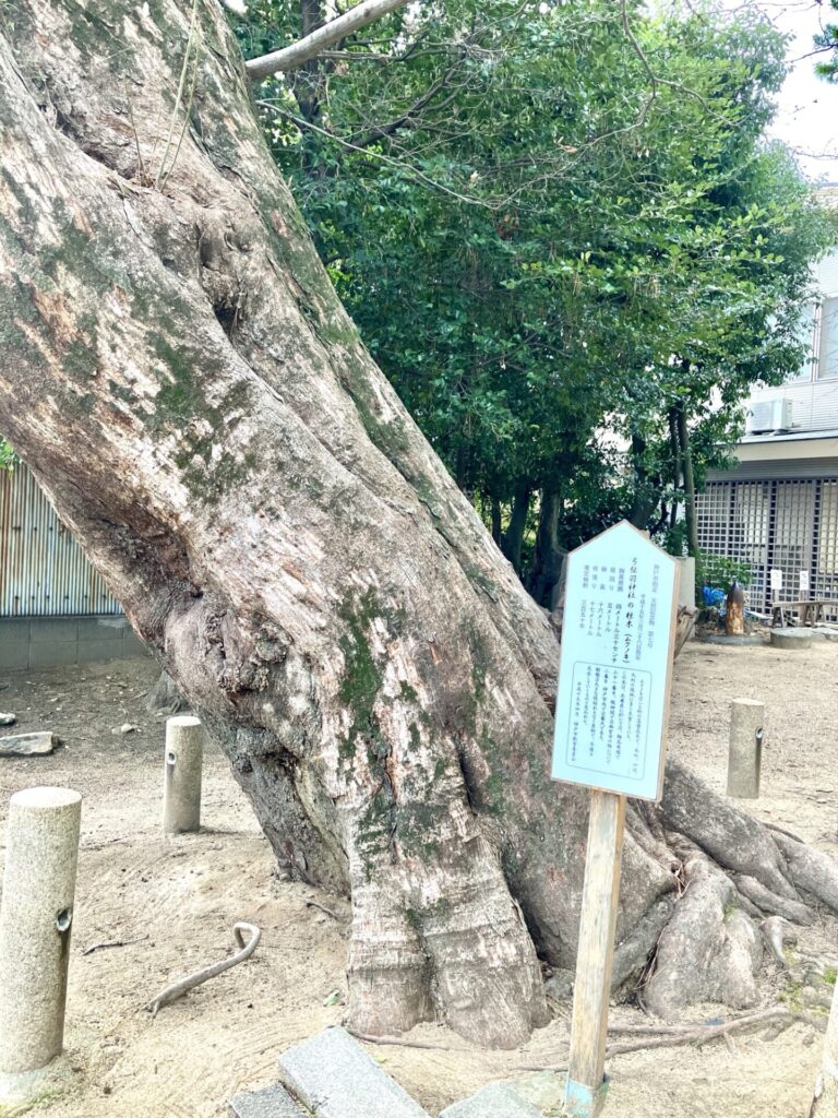 弓弦羽神社の椋木