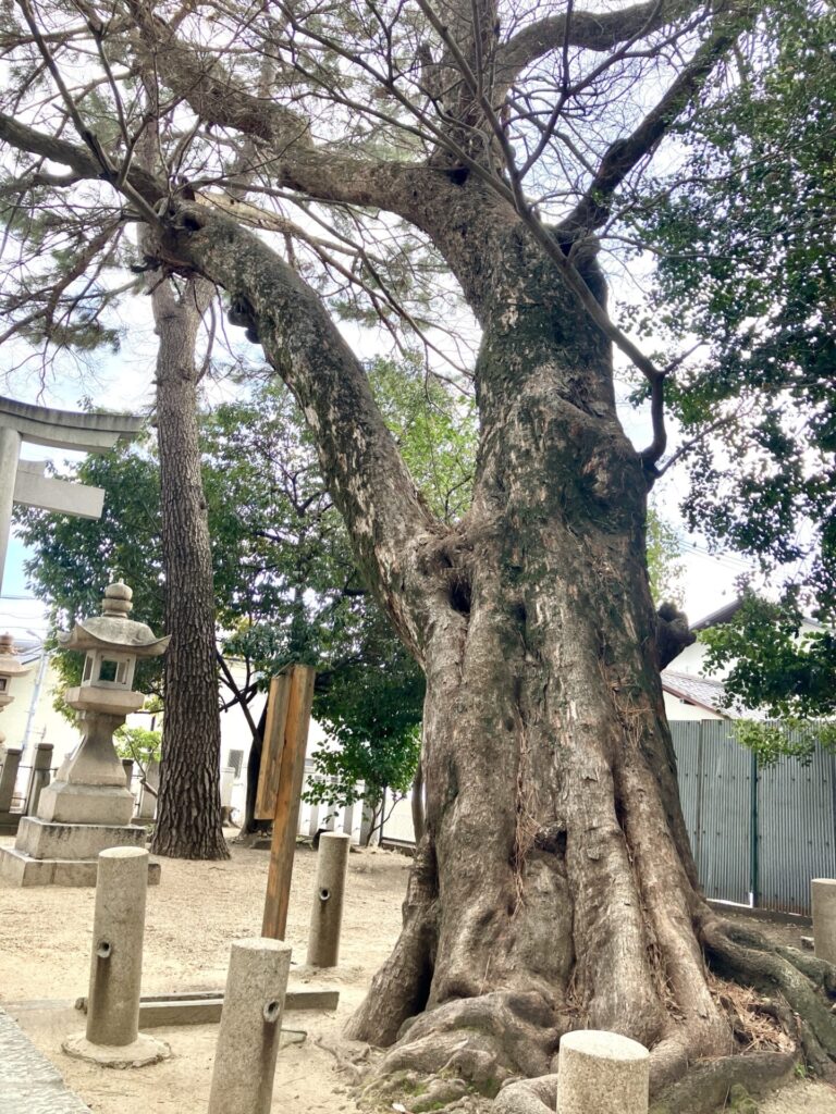 弓弦羽神社　椋の木
