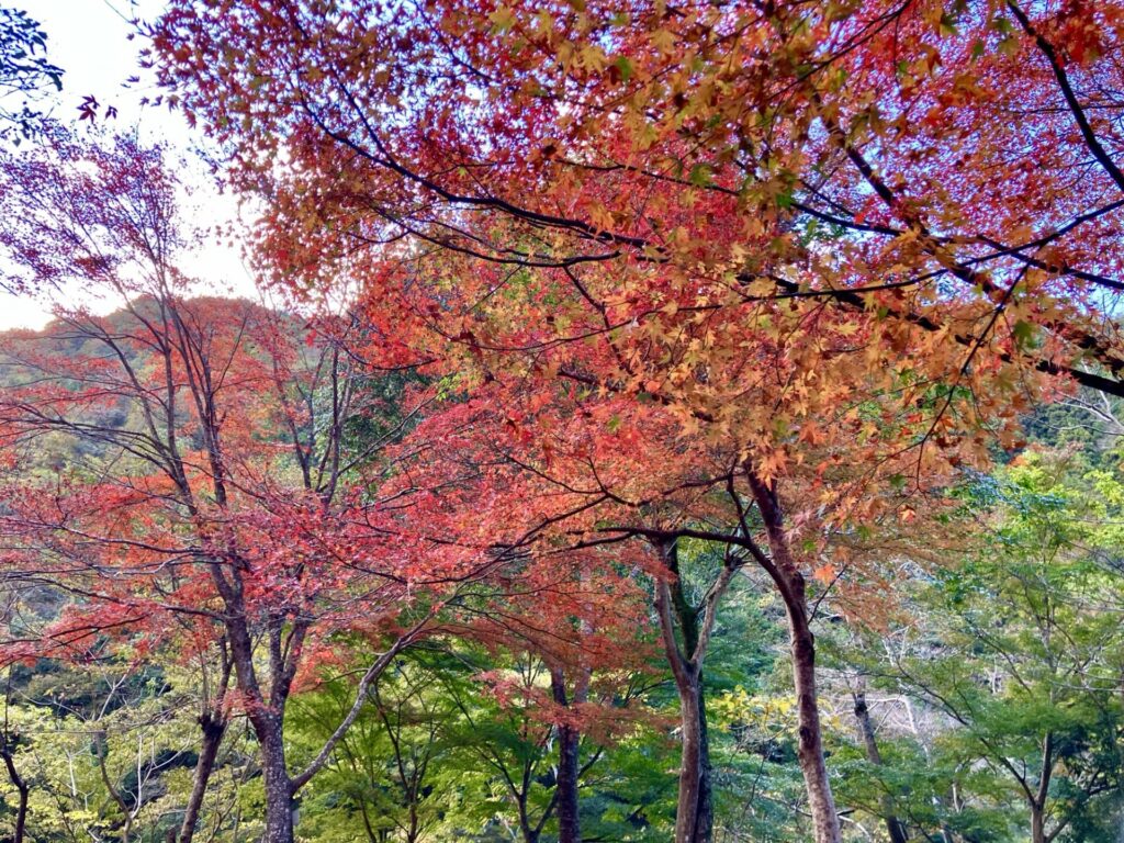 武田尾の紅葉