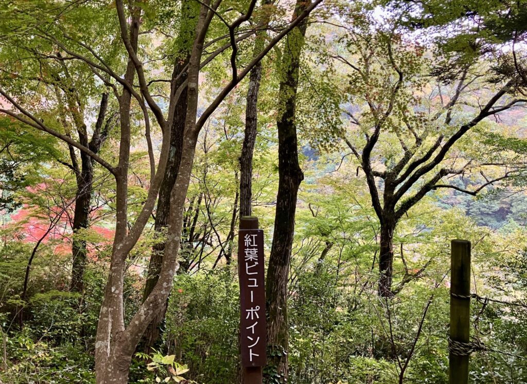 武田尾 桜の園 紅葉 ビューポイント